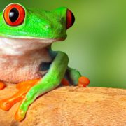 Costa-Rica-Rainforest-Red-Eye-Tree-Frog-LT-Header