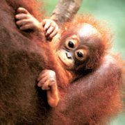 BB orang